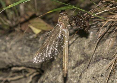 Réf. 234 287 : Oxygastra curtisii